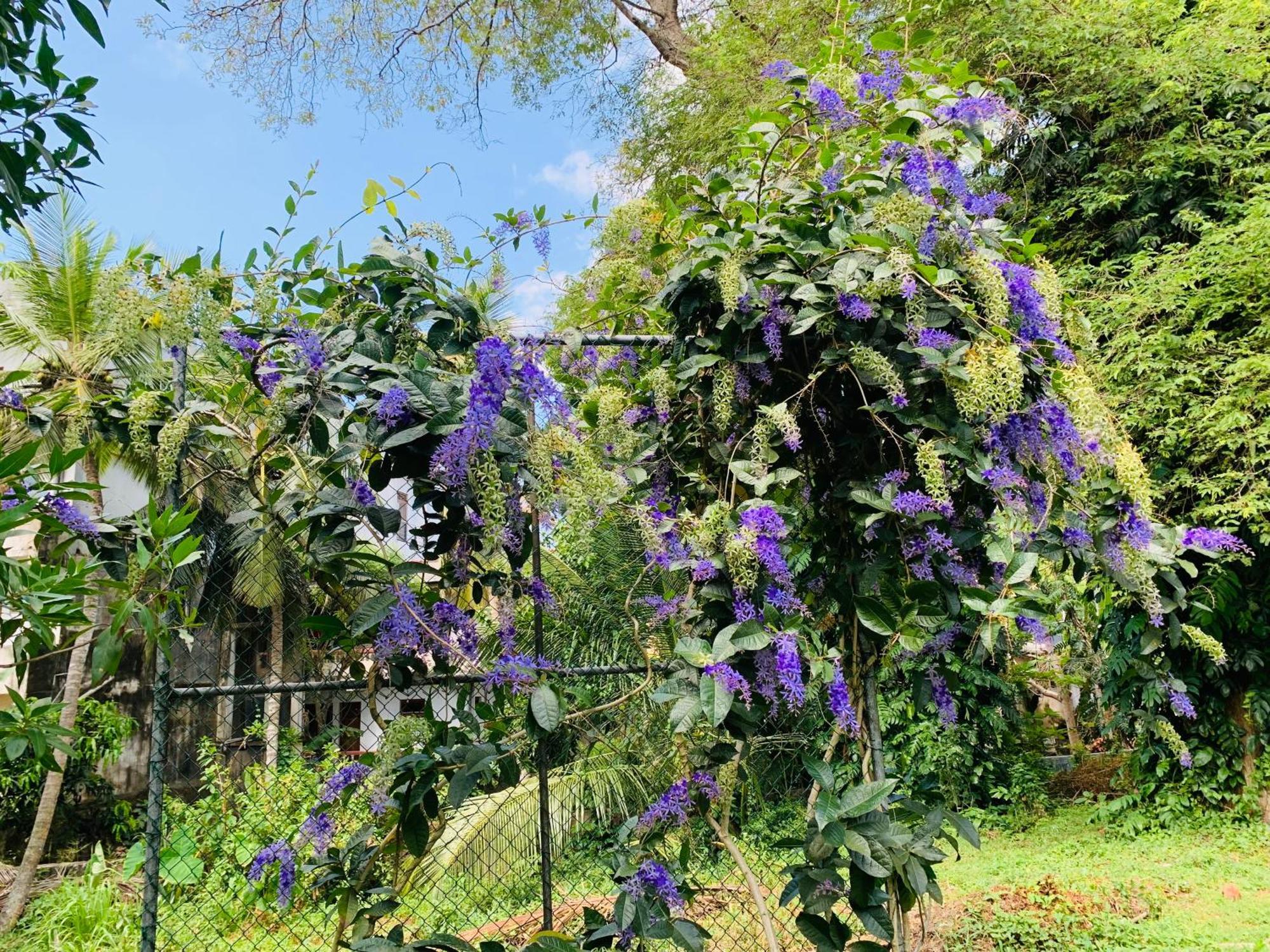 Stuart House Tangalle Bagian luar foto